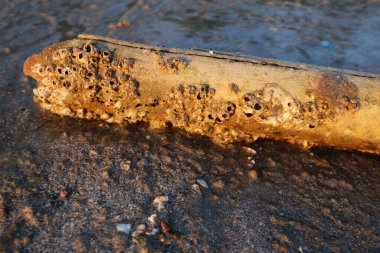 Kereste kabuğunun tepesini kapatın. Kaya Barnacle (Balanus sp.) ile kaplı. Alçak suların kumsalında