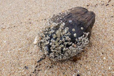 Kaya Barnacle (Balanus sp) ile kaplı hindistan cevizi kabuğunun tepesini kapatın. Alçak suların sahilinde