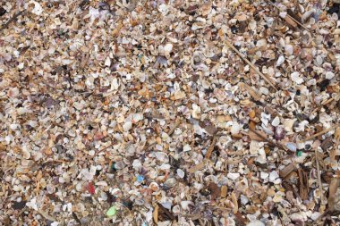 Yaklaş ve düzleştir. Sahilde bir sürü küçük deniz kabuğu var. Arka planda deniz kabukları. Güzel yaz doğası, yaz arkaplanı duvar kağıdı kavramı