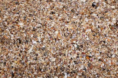 Yaklaş ve düzleştir. Sahilde bir sürü küçük deniz kabuğu var. Arka planda deniz kabukları. Güzel yaz doğası, yaz arkaplanı duvar kağıdı kavramı