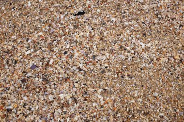 Yaklaş ve düzleştir. Sahilde bir sürü küçük deniz kabuğu var. Arka planda deniz kabukları. Güzel yaz doğası, yaz arkaplanı duvar kağıdı kavramı