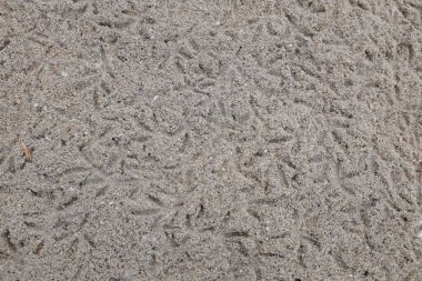 Üst ve düz zemin, güneşli bir günde kahverengi kumsalda kesişen pek çok kuşun ayak izlerinin olduğu bir zemin. .