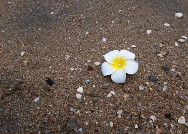 Beyaz bir plumeria çiçeği, beyaz frangipani plumeria çiçekleri, Singapur Plumeria, Tapınak ağacı (Plumeria obtusa L.) kumsalda. Okyanus dalgalarının önünde arka plan. Rahatlama ve aromaterapi kaplıcası.