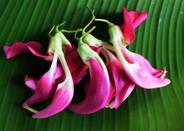 Güzel kırmızı çiçeklerden oluşan üst manzara grubu taze organik (sesbania grandiflora), sinekkuşu, sesban, flamingo gagalı ağaç yeşil muz yaprakları üzerinde izole edilmiş küçük bir bacaklı ağaçtır.