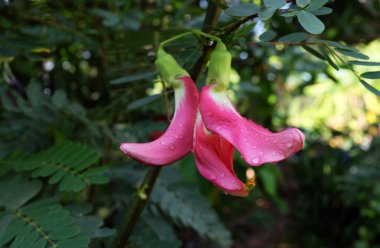 Yaklaş ve üst manzara güzel bir kırmızı çiçek bahçedeki ağaçta asılı. taze organik (sesbania grandiflora), sinekkuşu, sesban, flamingo gagalı küçük bir ağaç türüdür..