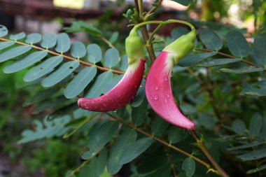 Yaklaş ve üst manzara güzel bir kırmızı çiçek bahçedeki ağaçta asılı. taze organik (sesbania grandiflora), sinekkuşu, sesban, flamingo gagalı küçük bir ağaç türüdür..