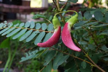 Yaklaş ve üst manzara güzel bir kırmızı çiçek bahçedeki ağaçta asılı. taze organik (sesbania grandiflora), sinekkuşu, sesban, flamingo gagalı küçük bir ağaç türüdür..