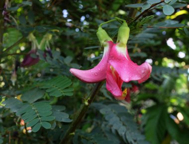 Yaklaş ve üst manzara güzel bir kırmızı çiçek bahçedeki ağaçta asılı. taze organik (sesbania grandiflora), sinekkuşu, sesban, flamingo gagalı küçük bir ağaç türüdür..