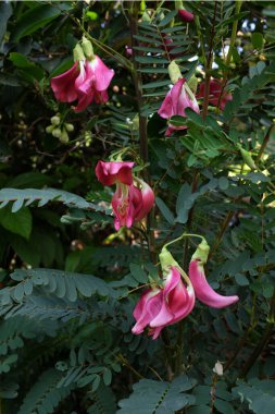 Yaklaş ve üst manzara güzel bir kırmızı çiçek bahçedeki ağaçta asılı. taze organik (sesbania grandiflora), sinekkuşu, sesban, flamingo gagalı küçük bir ağaç türüdür..