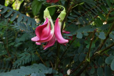 Yaklaş ve üst manzara güzel bir kırmızı çiçek bahçedeki ağaçta asılı. taze organik (sesbania grandiflora), sinekkuşu, sesban, flamingo gagalı küçük bir ağaç türüdür..