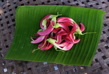 Güzel kırmızı çiçeklerden oluşan üst manzara grubu taze organik (sesbania grandiflora), sinekkuşu, sesban, flamingo gagalı ağaç yeşil muz yaprakları üzerinde izole edilmiş küçük bir bacaklı ağaçtır.