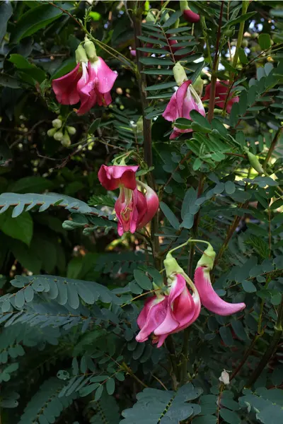 Yaklaş ve üst manzara güzel bir kırmızı çiçek bahçedeki ağaçta asılı. taze organik (sesbania grandiflora), sinekkuşu, sesban, flamingo gagalı küçük bir ağaç türüdür..