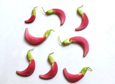  güzel kırmızı çiçekler taze organik (sesbania grandiflora), sinekkuşu, sesban, flamingo gagalı ağaç beyaz bir zemin üzerinde bulunan küçük bir bacaksız ağaçtır.