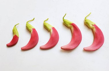  güzel kırmızı çiçekler taze organik (sesbania grandiflora), sinekkuşu, sesban, flamingo gagalı ağaç beyaz bir zemin üzerinde bulunan küçük bir bacaksız ağaçtır.