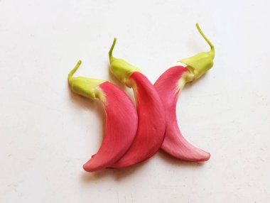  güzel kırmızı çiçekler taze organik (sesbania grandiflora), sinekkuşu, sesban, flamingo gagalı ağaç beyaz bir zemin üzerinde bulunan küçük bir bacaksız ağaçtır.