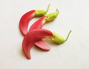  güzel kırmızı çiçekler taze organik (sesbania grandiflora), sinekkuşu, sesban, flamingo gagalı ağaç beyaz bir zemin üzerinde bulunan küçük bir bacaksız ağaçtır.