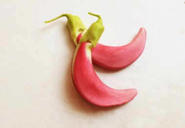  güzel kırmızı çiçekler taze organik (sesbania grandiflora), sinekkuşu, sesban, flamingo gagalı ağaç beyaz bir zemin üzerinde bulunan küçük bir bacaksız ağaçtır.