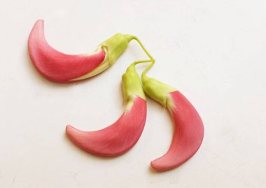  güzel kırmızı çiçekler taze organik (sesbania grandiflora), sinekkuşu, sesban, flamingo gagalı ağaç beyaz bir zemin üzerinde bulunan küçük bir bacaksız ağaçtır.