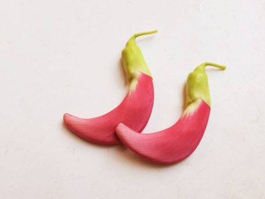  güzel kırmızı çiçekler taze organik (sesbania grandiflora), sinekkuşu, sesban, flamingo gagalı ağaç beyaz bir zemin üzerinde bulunan küçük bir bacaksız ağaçtır.