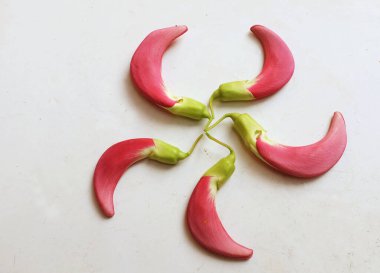  güzel kırmızı çiçekler taze organik (sesbania grandiflora), sinekkuşu, sesban, flamingo gagalı ağaç beyaz bir zemin üzerinde bulunan küçük bir bacaksız ağaçtır.
