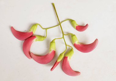  güzel kırmızı çiçekler taze organik (sesbania grandiflora), sinekkuşu, sesban, flamingo gagalı ağaç beyaz bir zemin üzerinde bulunan küçük bir bacaksız ağaçtır.