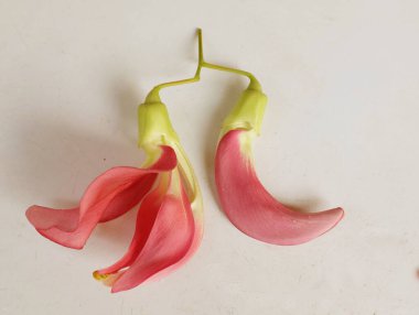  güzel kırmızı çiçekler taze organik (sesbania grandiflora), sinekkuşu, sesban, flamingo gagalı ağaç beyaz bir zemin üzerinde bulunan küçük bir bacaksız ağaçtır.