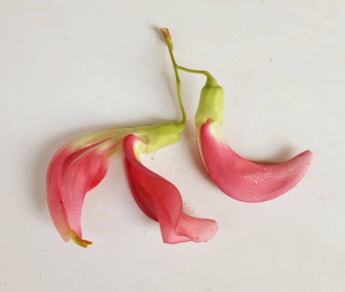  güzel kırmızı çiçekler taze organik (sesbania grandiflora), sinekkuşu, sesban, flamingo gagalı ağaç beyaz bir zemin üzerinde bulunan küçük bir bacaksız ağaçtır.