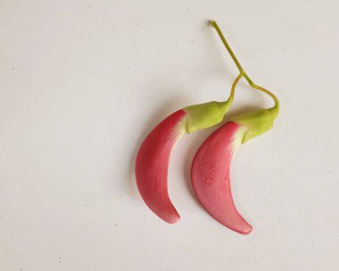  güzel kırmızı çiçekler taze organik (sesbania grandiflora), sinekkuşu, sesban, flamingo gagalı ağaç beyaz bir zemin üzerinde bulunan küçük bir bacaksız ağaçtır.