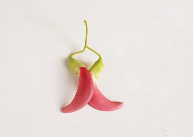  güzel kırmızı çiçekler taze organik (sesbania grandiflora), sinekkuşu, sesban, flamingo gagalı ağaç beyaz bir zemin üzerinde bulunan küçük bir bacaksız ağaçtır.