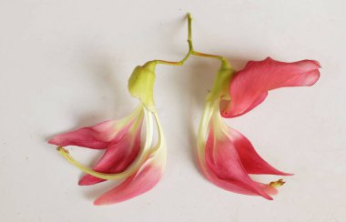  güzel kırmızı çiçekler taze organik (sesbania grandiflora), sinekkuşu, sesban, flamingo gagalı ağaç beyaz bir zemin üzerinde bulunan küçük bir bacaksız ağaçtır.