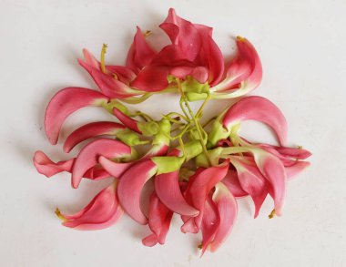  güzel kırmızı çiçekler taze organik (sesbania grandiflora), sinekkuşu, sesban, flamingo gagalı ağaç beyaz bir zemin üzerinde bulunan küçük bir bacaksız ağaçtır.