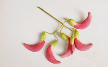  güzel kırmızı çiçekler taze organik (sesbania grandiflora), sinekkuşu, sesban, flamingo gagalı ağaç beyaz bir zemin üzerinde bulunan küçük bir bacaksız ağaçtır.