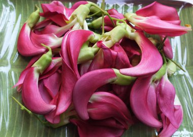 Yakın çekim ve güzel kırmızı bir çiçek grubu taze organik (sesbania grandiflora), sinekkuşu, sesban, flamingo gagalı ağaç küçük bir bacaklı ağaçtır.