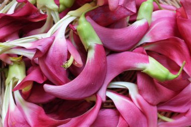 Yakın çekim ve güzel kırmızı bir çiçek grubu taze organik (sesbania grandiflora), sinekkuşu, sesban, flamingo gagalı ağaç küçük bir bacaklı ağaçtır.
