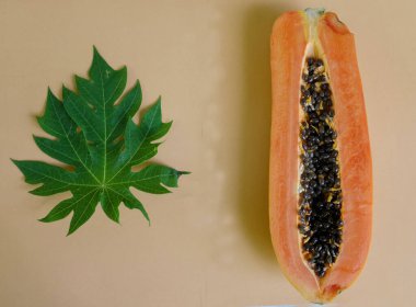 Taze çiğ yeşil mango, sarı mango, altın Vietnam dok mai mango, barakuda mango (mangifera indica) meyvelerin kralı Asyalı bir kadının ellerinde.