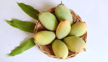 Taze çiğ yeşil mango, sarı mango, altın Vietnam dok mai mango, barakuda mango (mangifera indica) meyvelerin kralı Asyalı bir kadının ellerinde.