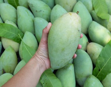 Taze çiğ yeşil mango, sarı mango, altın Vietnam dok mai mango, barakuda mango (mangifera indica) meyvelerin kralı Asyalı bir kadının ellerinde.