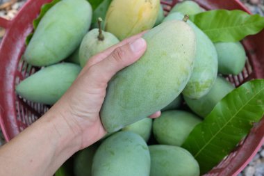 Taze çiğ yeşil mango, sarı mango, altın Vietnam dok mai mango, barakuda mango (mangifera indica) meyvelerin kralı Asyalı bir kadının ellerinde.