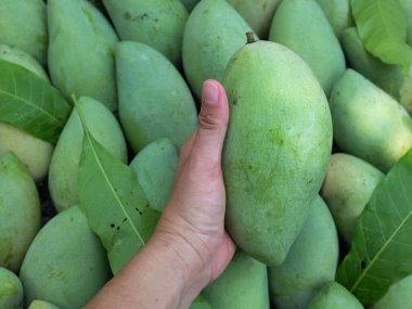 Taze çiğ yeşil mango, sarı mango, altın Vietnam dok mai mango, barakuda mango (mangifera indica) meyvelerin kralı Asyalı bir kadının ellerinde.