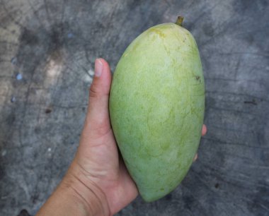 Taze çiğ yeşil mango, sarı mango, altın Vietnam dok mai mango, barakuda mango (mangifera indica) meyvelerin kralı Asyalı bir kadının ellerinde.