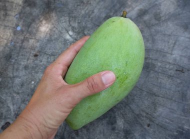 Taze çiğ yeşil mango, sarı mango, altın Vietnam dok mai mango, barakuda mango (mangifera indica) meyvelerin kralı Asyalı bir kadının ellerinde.