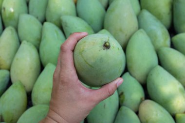 Taze çiğ yeşil mango, sarı mango, altın Vietnam dok mai mango, barakuda mango (mangifera indica) meyvelerin kralı Asyalı bir kadının ellerinde.