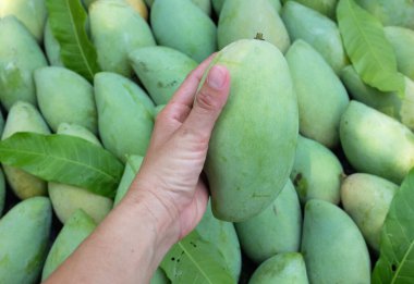 Taze çiğ yeşil mango, sarı mango, altın Vietnam dok mai mango, barakuda mango (mangifera indica) meyvelerin kralı Asyalı bir kadının ellerinde.