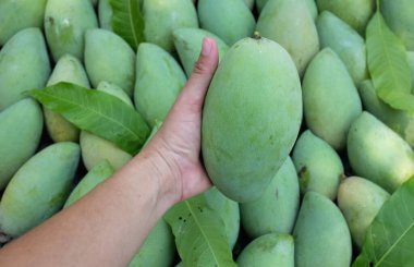 Taze çiğ yeşil mango, sarı mango, altın Vietnam dok mai mango, barakuda mango (mangifera indica) meyvelerin kralı Asyalı bir kadının ellerinde.
