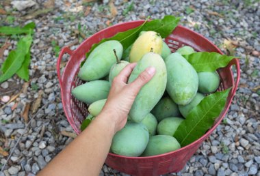 Taze çiğ yeşil mango, sarı mango, altın Vietnam dok mai mango, barakuda mango (mangifera indica) meyvelerin kralı Asyalı bir kadının ellerinde.