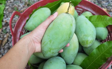 Taze çiğ yeşil mango, sarı mango, altın Vietnam dok mai mango, barakuda mango (mangifera indica) meyvelerin kralı Asyalı bir kadının ellerinde.