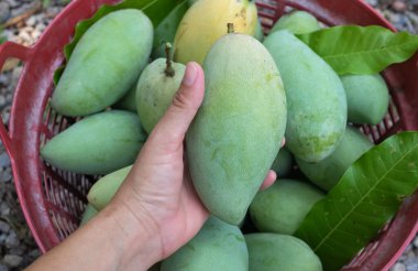 Taze çiğ yeşil mango, sarı mango, altın Vietnam dok mai mango, barakuda mango (mangifera indica) meyvelerin kralı Asyalı bir kadının ellerinde.