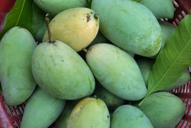 Taze çiğ yeşil mango, sarı mango, altın Vietnam dok mai mango, barakuda mango (mangifera indica) taş zeminde meyve kralı.