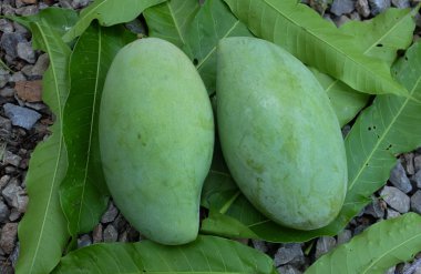 Taze çiğ yeşil mango, sarı mango, altın Vietnam dok mai mango, barakuda mango (mangifera indica) taş zeminde meyve kralı.