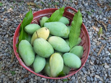 Taze çiğ yeşil mango, sarı mango, altın Vietnam dok mai mango, barakuda mango (mangifera indica) meyvelerin kralı büyük plastik bir sepette.